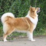 Woopets : Pourquoi le berger islandais tient compagnie ?