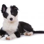 Mutuelles animaux : comment la choisir ?
