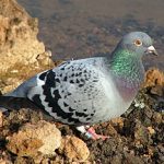 Anti-pigeon : Pourquoi mettre en place les pièges ?
