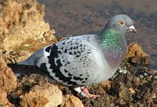 Anti-pigeon : Pourquoi mettre en place les pièges ?