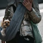Échange de maison avec un animal: préparer un séjour serein